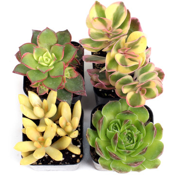 Yellow & Gold Succulent Set of 4 Types - 2in Pots w/ ID