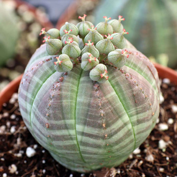 Euphorbia obesa - Baseball Plant