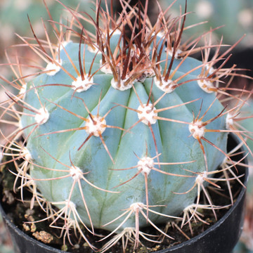 Melocactus azureus