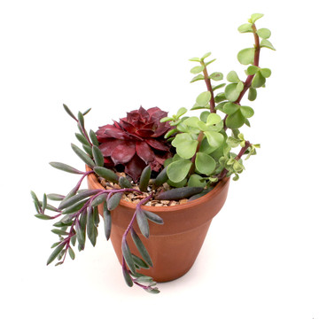 MCG Succulent Trifecta™ 3 Plant Arrangement Kit - Highs & Lows