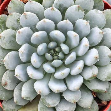 Echeveria setosa var. deminuta