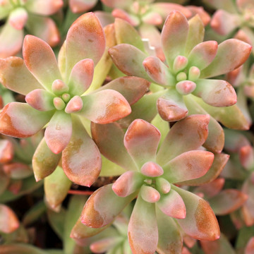 Graptosedum 'Francesco Baldi' - August