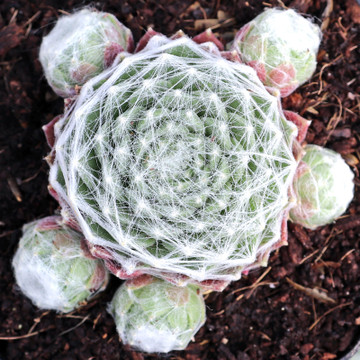 Sempervivum 'Bascour Zilver' - May