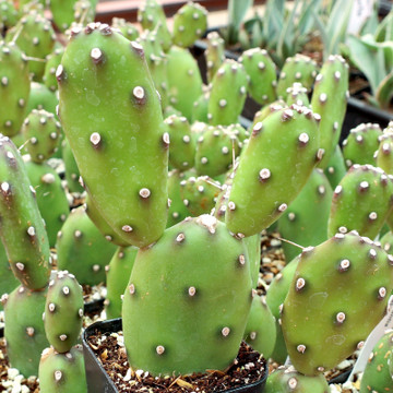 Opuntia elata - July