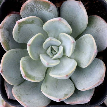 Echeveria 'Lara'