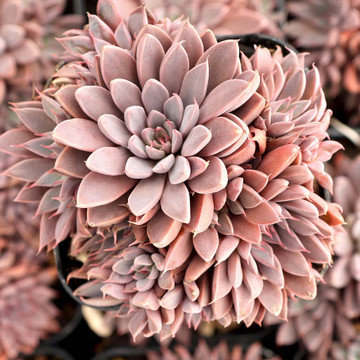 Graptopetalum rusbyi