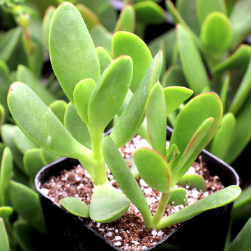 Crassula Platyphylla