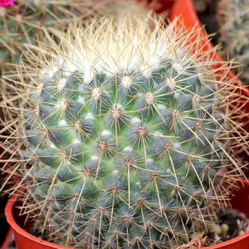 Mammillaria rhodantha ssp. pringlei