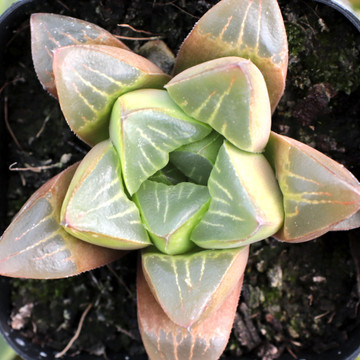 Haworthia mutica - Stress Colors