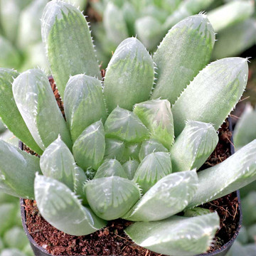 Haworthia cooperi var. dielsiana