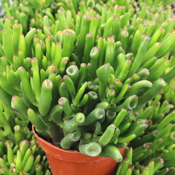 Crassula 'Gollum' Jade - June