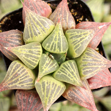 Haworthia magnifica var. acuminata - January