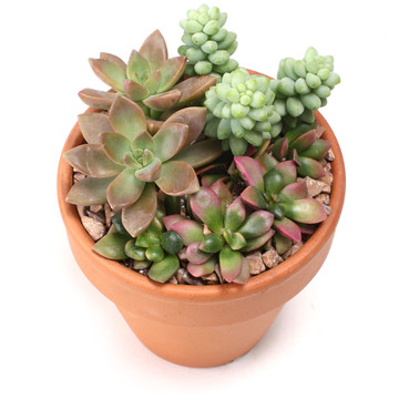MCG Succulent Trifecta™ 3 Plant Arrangement Kit - Pet-Safe