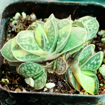 Gasteria 'Shozoden'