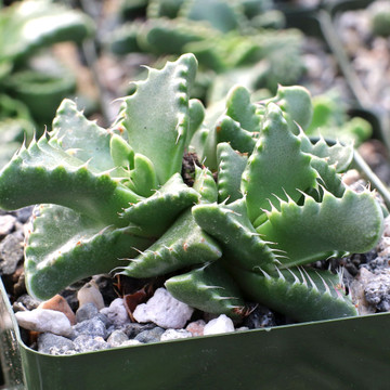 Faucaria candida (Mature)