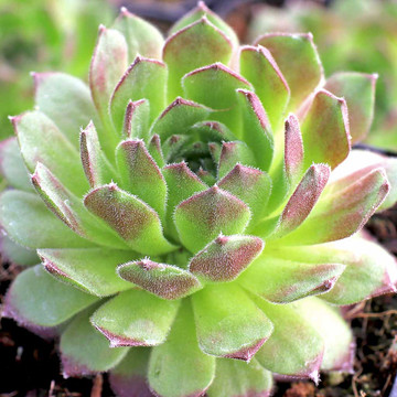 Sempervivum 'Magical' - March