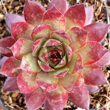 Sempervivum 'Harriet' - March