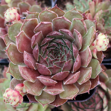 Sempervivum 'Salt Peanuts' - June