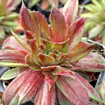 Red Lion Variegated' - March