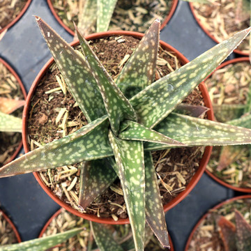 Gasteraloe 'Emmy' - March