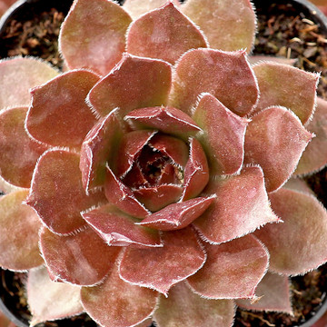 Sempervivum 'Hot Cocoa' - March