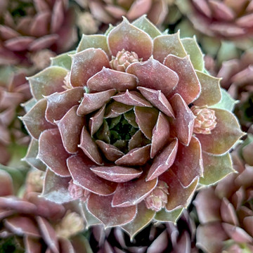 Sempervivum 'Hot Cocoa' - May