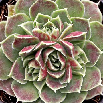 Sempervivum heuffelii 'Angel Wings' - April