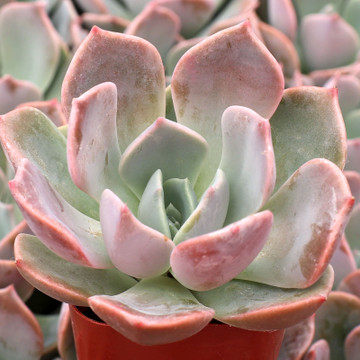 Echeveria 'Agyntha' - August