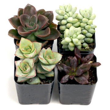 Mint Chocolate Succulent Set of 4 Types - 2in Pots w/ ID