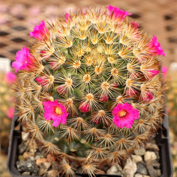 Mammillaria laui ssp. subducta - March