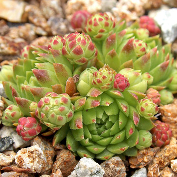 Sempervivum globiferum f/ Kokonose (Outdoors) - August