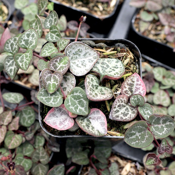 Ceropegia woodii - String of Hearts