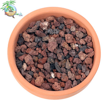 Bonsai Jack® Maroon Lava Rock example (pot not included)