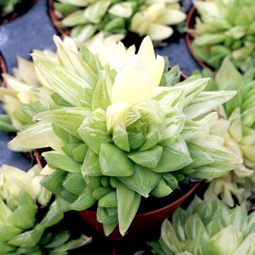 Haworthia cymbiformis f. variegata