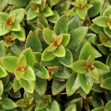 Nematanthus gregarius - Goldfish Plant