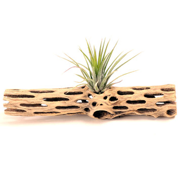 Cholla Wood - Staghorn