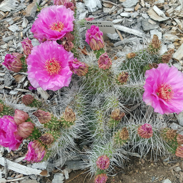Opuntia polyacantha var. erinacea