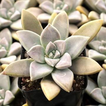 Graptopetalum 'Claret' - January