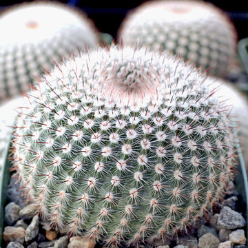 Parodia scopa ssp. scopa - Silver Ball Cactus - October