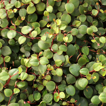 Peperomia 'Pepperspot' - String of Coins