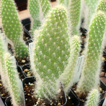 Opuntia polyacantha 'Snow Fuzzy' - July