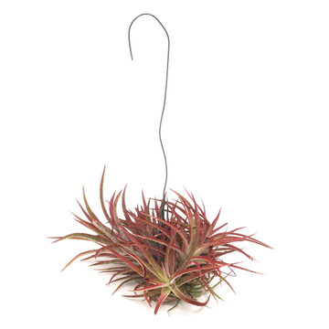 Hanging Air Plant Clump (red, enhanced)