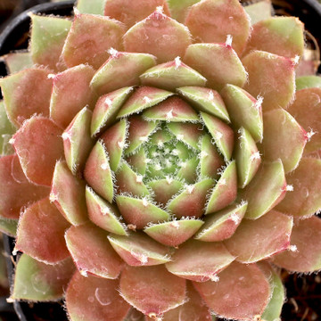 Sempervivum 'Rouge Joyce' - July