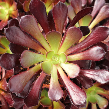 Aeonium arboreum 'Atropurpureum' - October