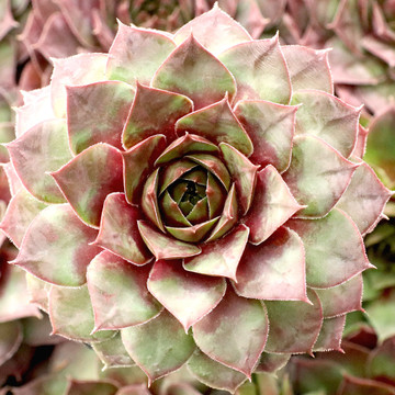 Sempervivum 'Kiara' - January