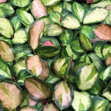 Hoya australis 'Tricolor' - Wax Vine