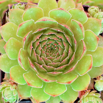 Sempervivum 'Marietta' - July