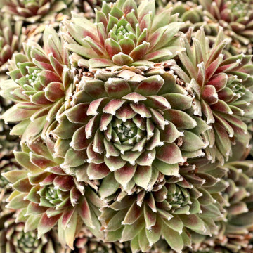 Sempervivum arachnoideum 'Abby' - January