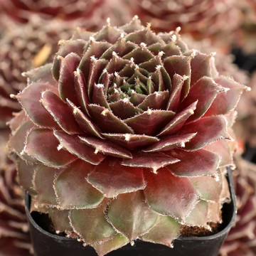 Sempervivum 'Rauhreif' - February