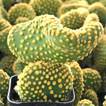 Opuntia microdasys f. monstrosa 'Crazy Bunny Ears' - February